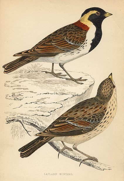 Lapland Bunting, Morris Birds, 1862