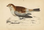 Snow Bunting, Morris Birds, 1862