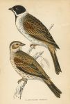 Black Headed Bunting, Morris Birds, 1862