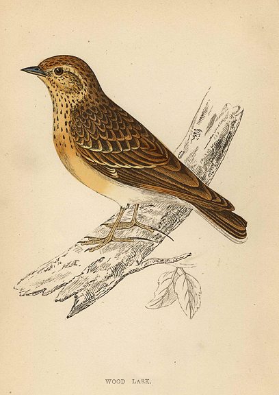 Wood Lark, Morris Birds, 1862