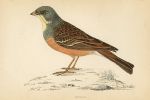 Ortolan, Morris Birds, 1862