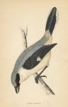 Great Shrike, Morris Birds, 1862