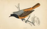 Redstart, Morris Birds, 1862
