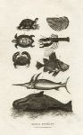 Turtles, fish, lobster, whale etc., 1806