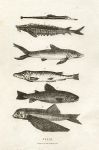 Various Fish, 1806