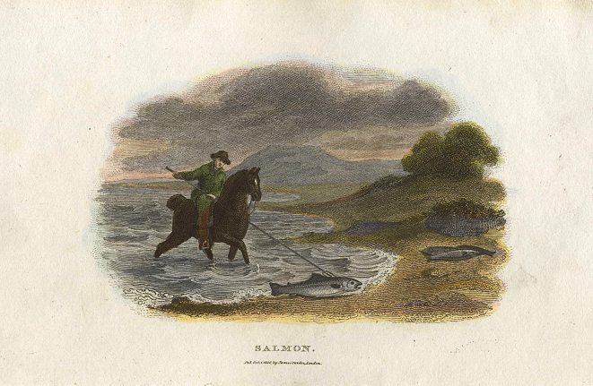 Salmon, being caught, 1806