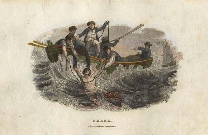 Shark, attacking sailor, 1806