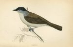 Blackcap, Morris Birds, 1862
