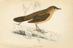 Savi's Warbler, Morris Birds, 1862