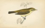 Chiffchaff, Morris Birds, 1862