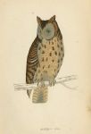 Mottled Owl, Morris Birds, 1862
