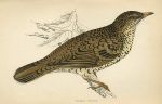 White's Thrush, Morris Birds, 1862