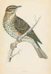 Redwing, Morris Birds, 1862