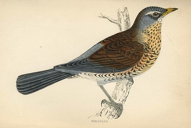Fieldfare, Morris Birds, 1862