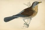 Fieldfare, Morris Birds, 1862