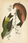 Crossbill, Morris Birds, 1862