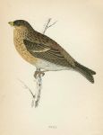 Twite, Morris Birds, 1862