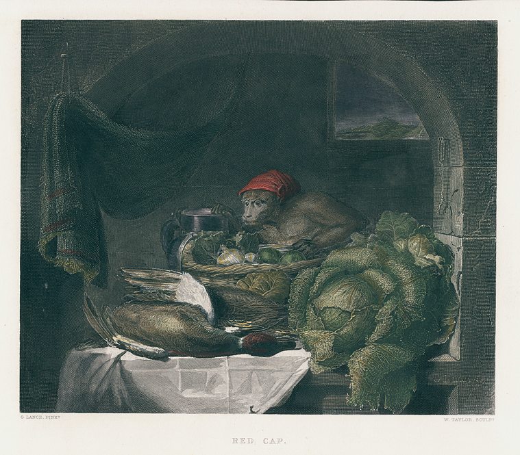 Red-Cap (Monkey), 1851