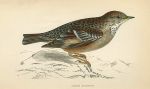 Alpine Accentor, Morris Birds, 1862