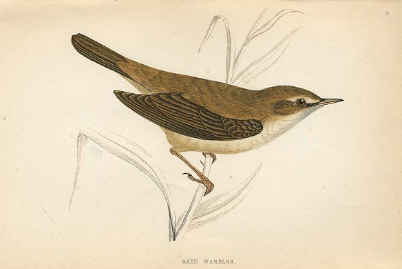Reed Warbler, Morris Birds, 1862