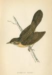Grasshopper Warbler, Morris Birds, 1862