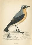 Wheatear, Morris Birds, 1862