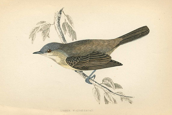 Lesser Whitethroat, Morris Birds, 1862