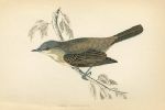 Lesser Whitethroat, Morris Birds, 1862