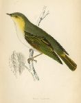 Wood Warbler, Morris Birds, 1862