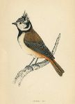 Crested Tit, Morris Birds, 1862