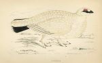 Ptarmigan, Morris Birds, 1862