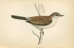 Whitethroat, Morris Birds, 1862