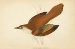 Rufous Sedge Warbler, Morris Birds, 1862