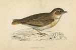 Short-Toed Lark, Morris Birds, 1862