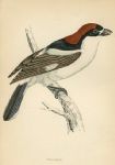 Woodchat, Morris Birds, 1862
