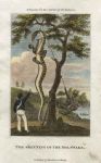 Surinam, Skinning a Boa Snake, 1816