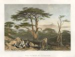 Cedars of Lebanon, 1836