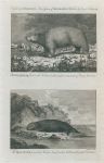 Polar Bear and Sea Otter, 1788