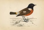 Stonechat, Morris Birds, 1862