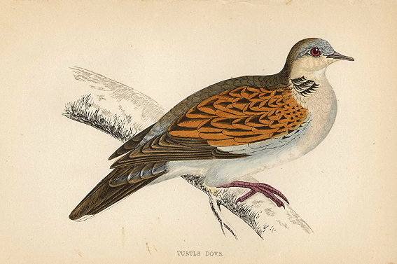 Turtle Dove, Morris Birds, 1862