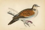 Turtle Dove, Morris Birds, 1862