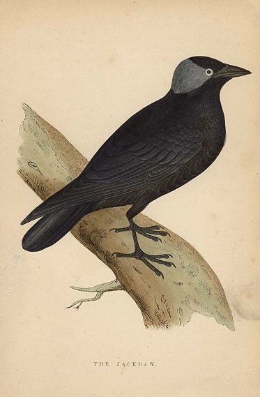 Jackdaw, Morris Birds, 1862
