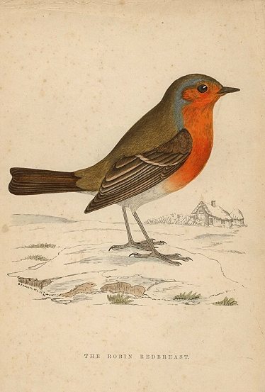 Robin Redbreast, Morris Birds, 1862