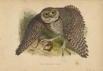 Prairie Owl, Morris Birds, 1862
