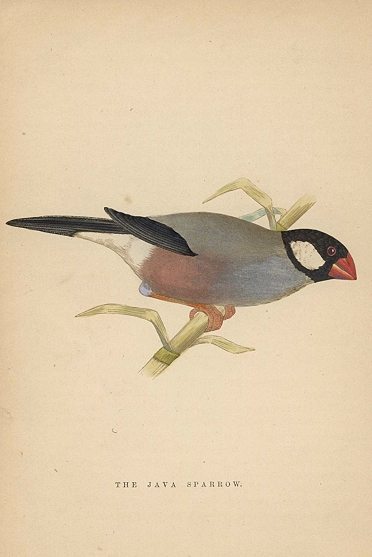Java Sparrow, Morris Birds, 1862
