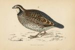 Virginian Partridge, Morris Birds, 1862