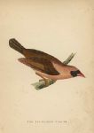 Red-Beaked Weaver, Morris Birds, 1862
