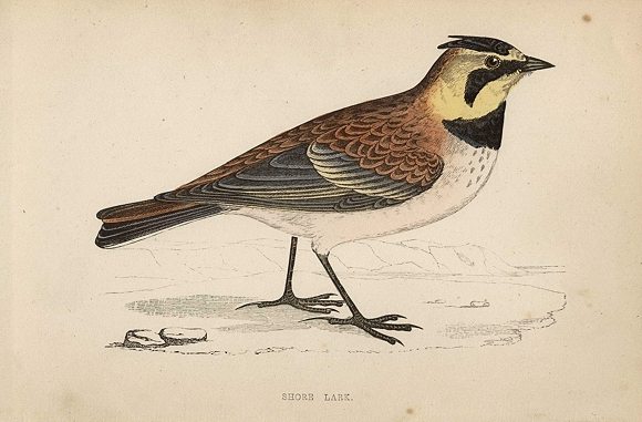Shore Lark, Morris Birds, 1862