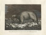 Polar Bear, 1810