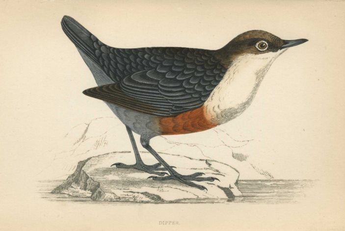 Dipper, Morris Birds, 1862